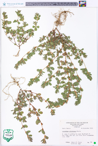 Lespedeza stipulacea image