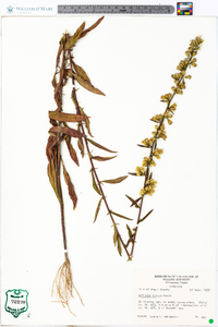 Solidago erecta image