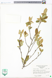 Aronia × prunifolia image