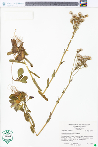 Packera obovata image