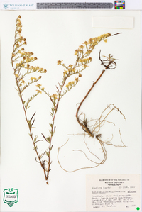 Symphyotrichum pilosum var. pilosum image