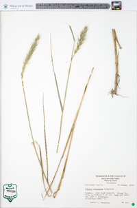 Elymus riparius image