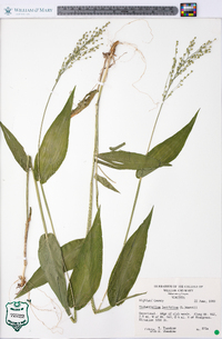 Dichanthelium latifolium image