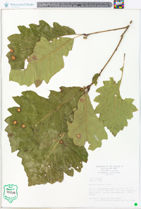 Quercus bicolor image