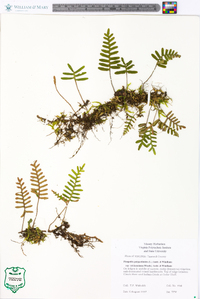 Pleopeltis polypodioides image