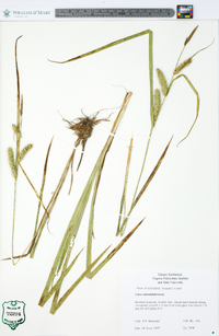 Carex schweinitzii image