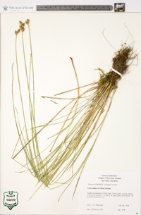 Carex suberecta image