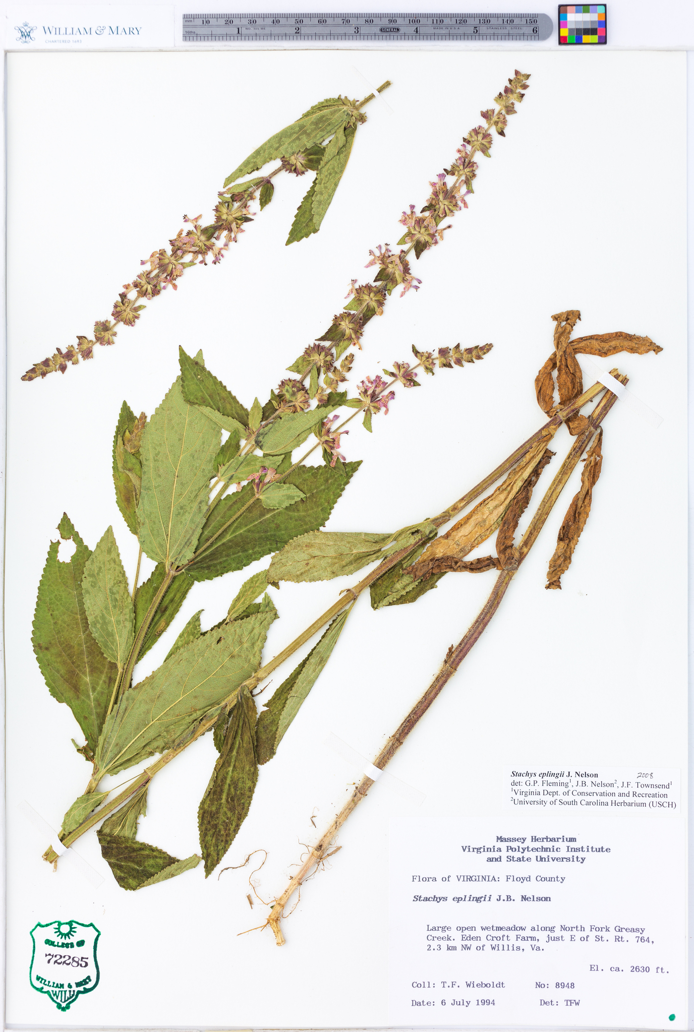 Stachys eplingii image