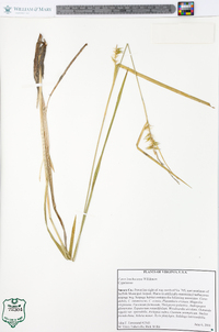 Carex lonchocarpa image