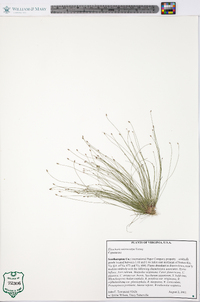 Eleocharis microcarpa image