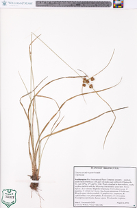 Cyperus pseudovegetus image
