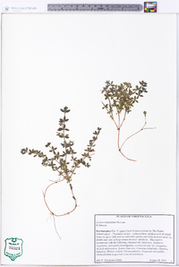 Galium hispidulum image