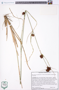 Rhynchospora cephalantha var. pleiocephala image