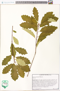 Quercus prinoides image