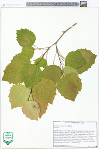 Populus grandidentata image