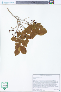 Vaccinium fuscatum image