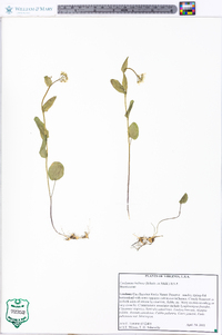 Cardamine bulbosa image