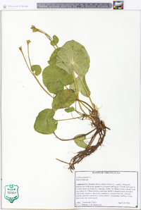 Caltha palustris image