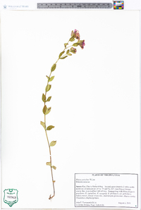 Rhexia petiolata image