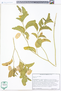 Physalis walteri image