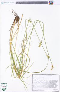 Carex albolutescens image