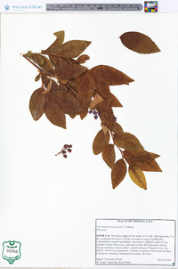 Vaccinium formosum image