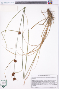 Rhynchospora cephalantha var. pleiocephala image