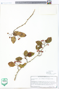 Crataegus viridis image