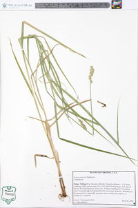 Carex projecta image