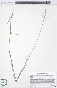 Dichanthelium dichotomum subsp. roanokense image