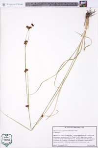 Rhynchospora capitellata image