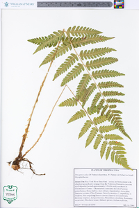 Dryopteris celsa image