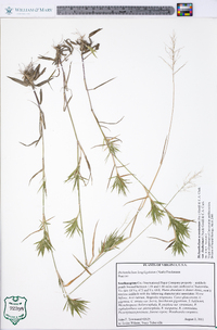 Dichanthelium acuminatum subsp. lindheimeri image