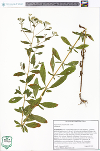 Eupatorium semiserratum image