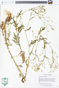 Parthenium hysterophorus image