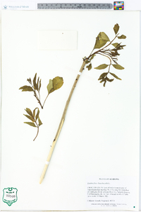 Zanthoxylum clava-herculis image