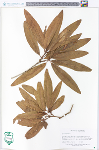 Quercus phellos image