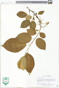 Halesia diptera image