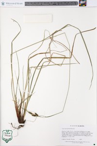 Carex caroliniana image