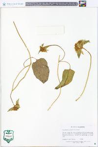 Jacquemontia tamnifolia image