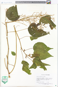 Laportea canadensis image