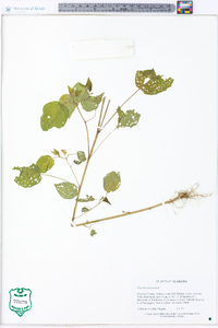 Physalis pubescens image