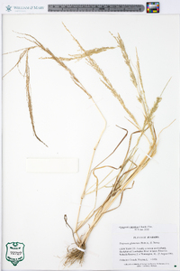 Eragrostis japonica image