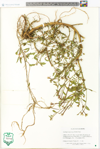 Ludwigia leptocarpa image