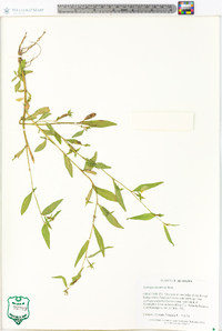 Ludwigia decurrens image