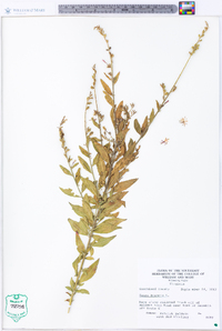 Oenothera gaura image