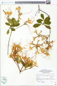 Rhododendron periclymenoides image