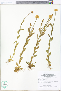 Polygala lutea image