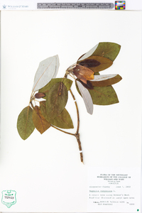 Magnolia virginiana image