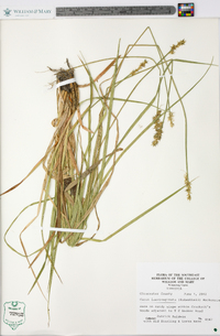 Carex laevivaginata image